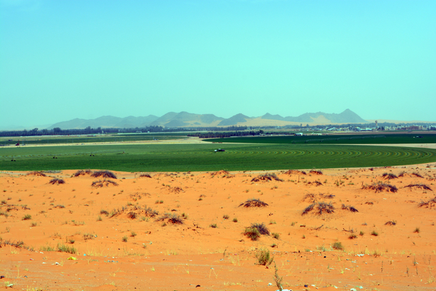 Saudi Arabia Farm