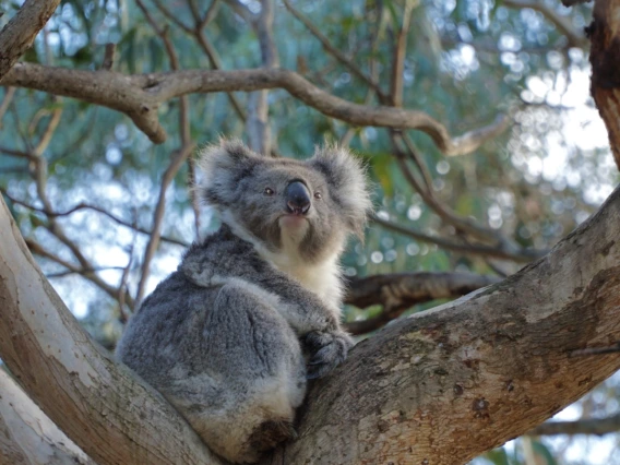 Koalas on Great Ocean Road