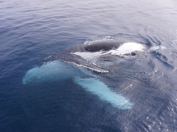 Whales in Hervey Bay