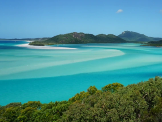 A forest comes up to the edge of a clear ocean 