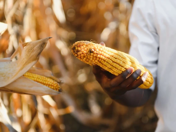 Man examining corn crops in the field.