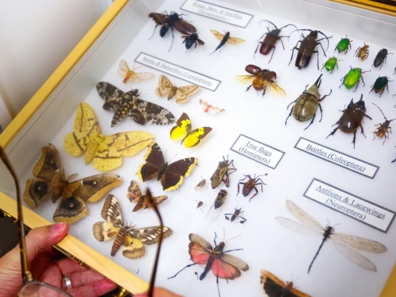 Insect specimens and butterflies at the University of Arizona’s Insect Collection.