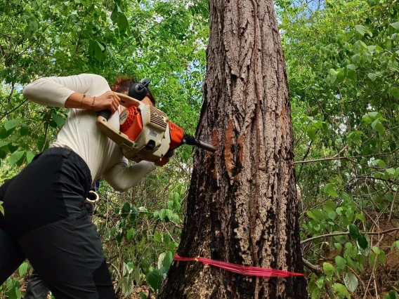 Person using a mechanical drill to extract a core sample from a large tree trunk in a dense green forest, with a red measuring tape wrapped around the tree.
