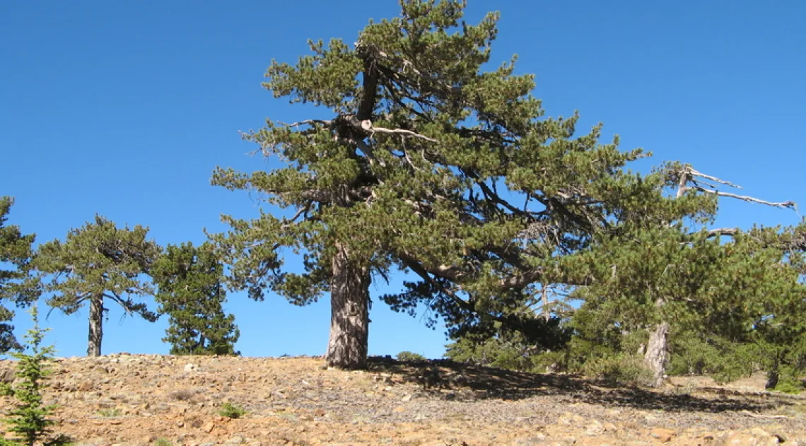 ancientconifertreesincyprus_ramzitouchan.jpg
