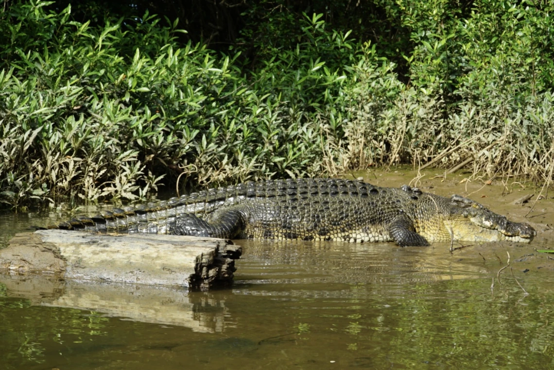 Crocodiles in Daintree Rainforest