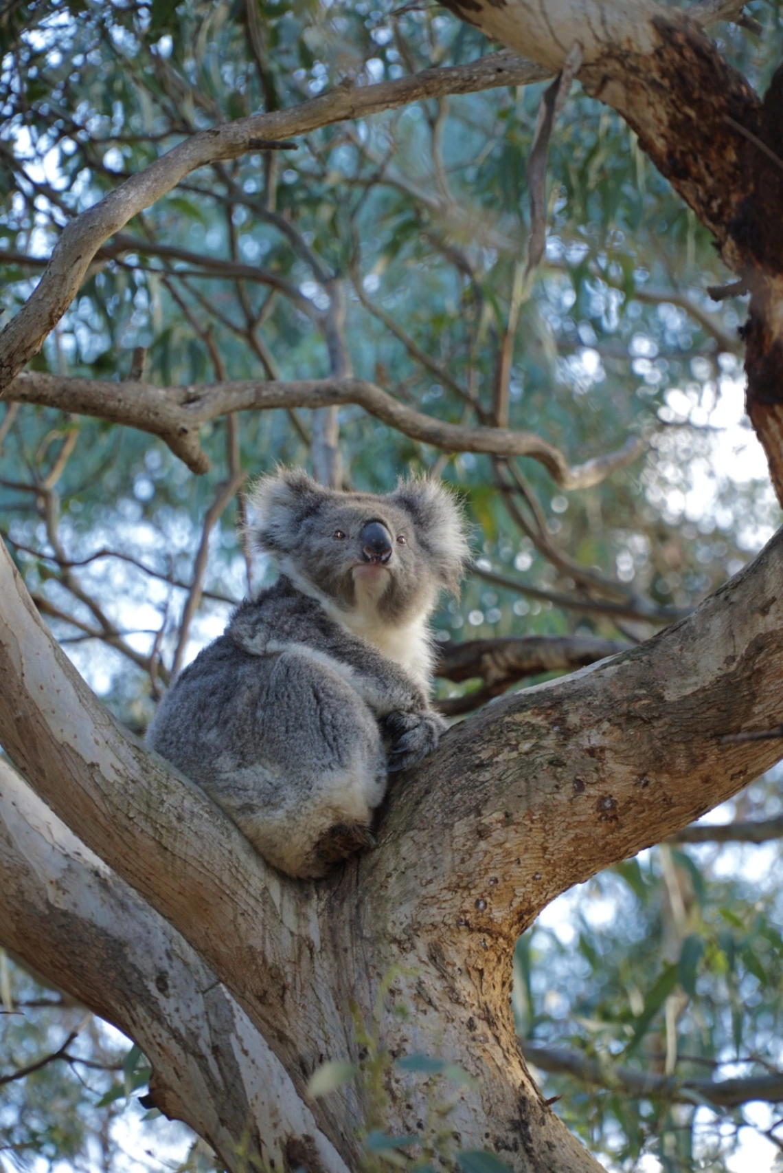 Koalas on Great Ocean Road