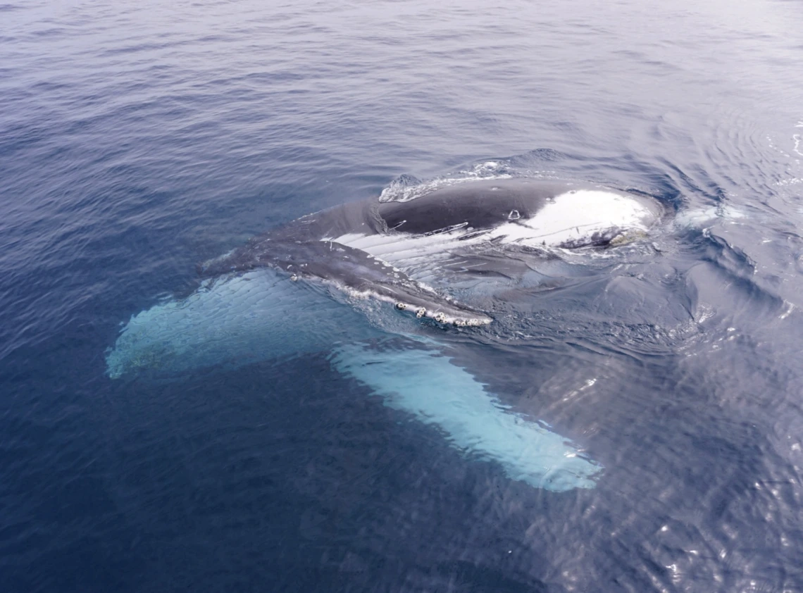 Whales in Hervey Bay