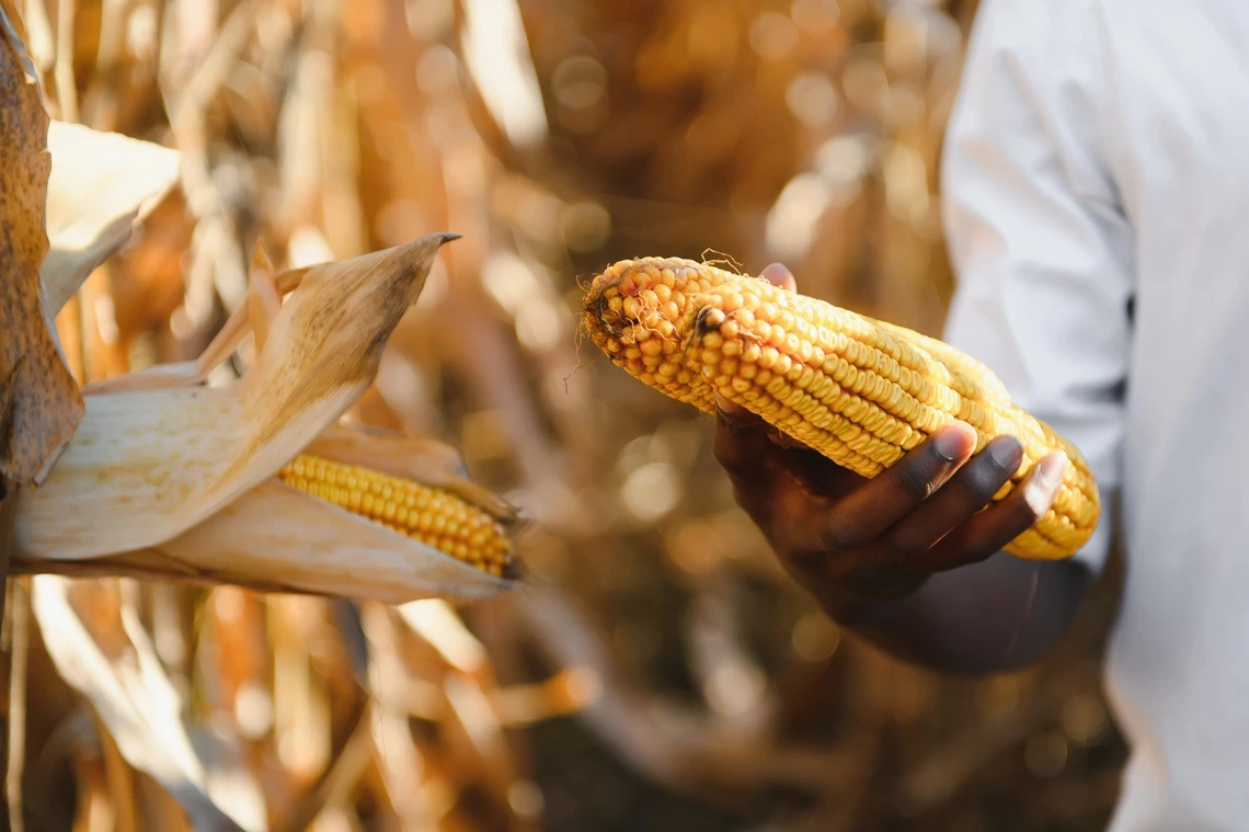 Man examining corn crops in the field.