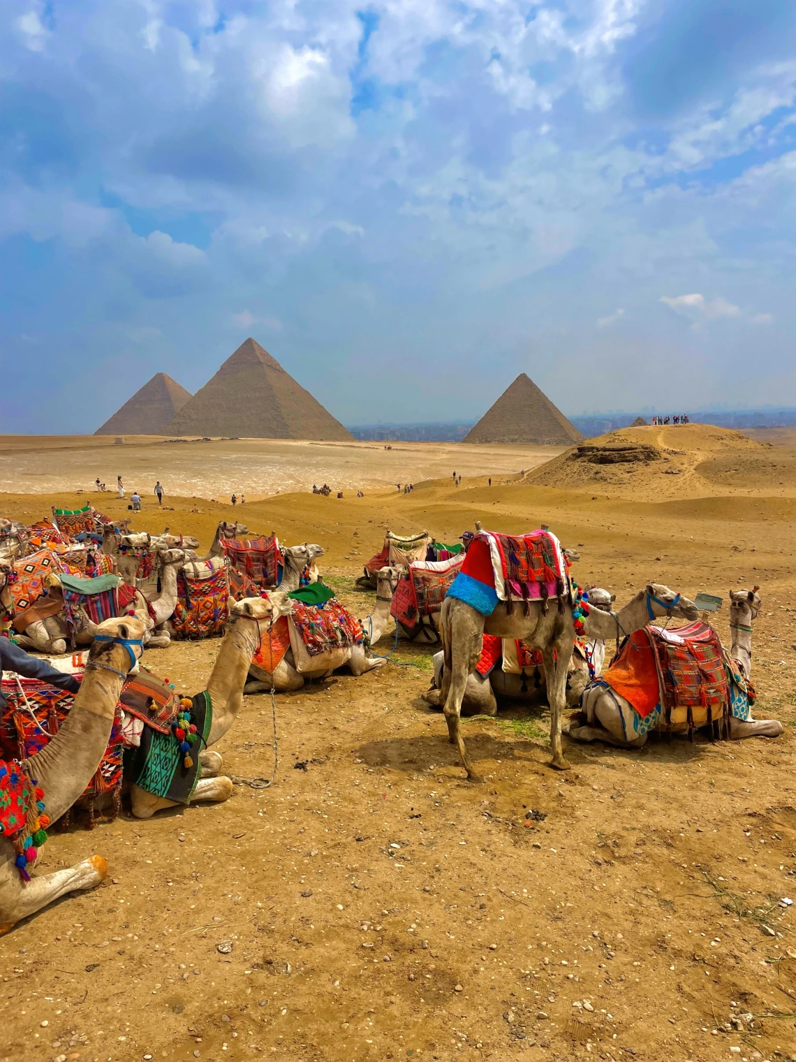 Camels sit in the foreground with the Pyramids of Giza, Egypt in the background.