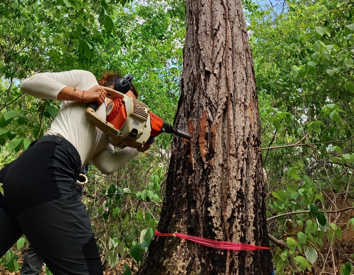 Person using a mechanical drill to extract a core sample from a large tree trunk in a dense green forest, with a red measuring tape wrapped around the tree.