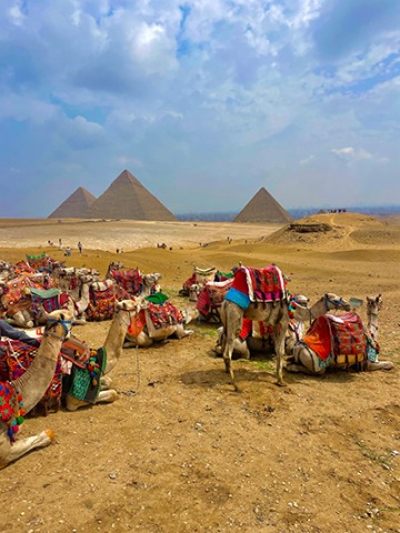 Exploring Egyptian Culture - Image of camels in front of pyramids