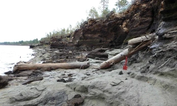 The trunk of an ancient larch tree lies exposed on the muddy banks of a river