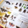 Insect specimens and butterflies at the University of Arizona’s Insect Collection.