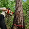 Person using a mechanical drill to extract a core sample from a large tree trunk in a dense green forest, with a red measuring tape wrapped around the tree.