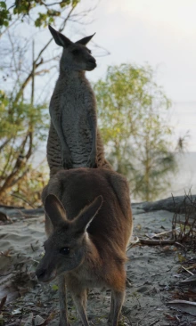 Kangaroos