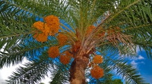 An image of a date palm tree
